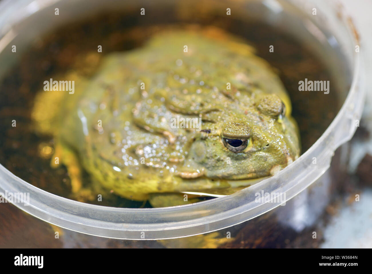 Pyxicephalus adspersus. Géant de l'Afrique de l'ouaouaron. La grenouille verte est une plante à l'eau, creuser grenouille assis dans un seau en plastique à proximité - dans un terrarium. Banque D'Images