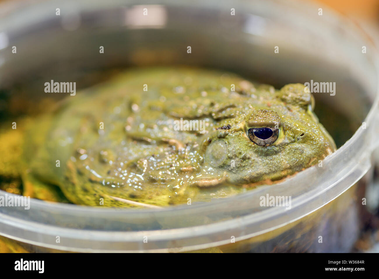 Pyxicephalus adspersus. Géant de l'Afrique de l'ouaouaron. La grenouille verte est une plante à l'eau, creuser grenouille assis dans un seau en plastique à proximité - dans un terrarium. Banque D'Images