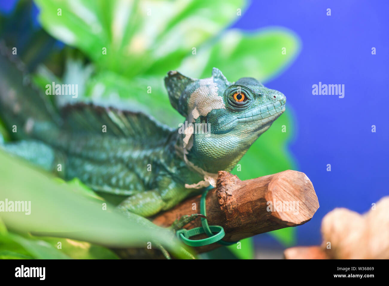 Amphibian terrarium Banque de photographies et d'images à haute résolution  - Page 2 - Alamy