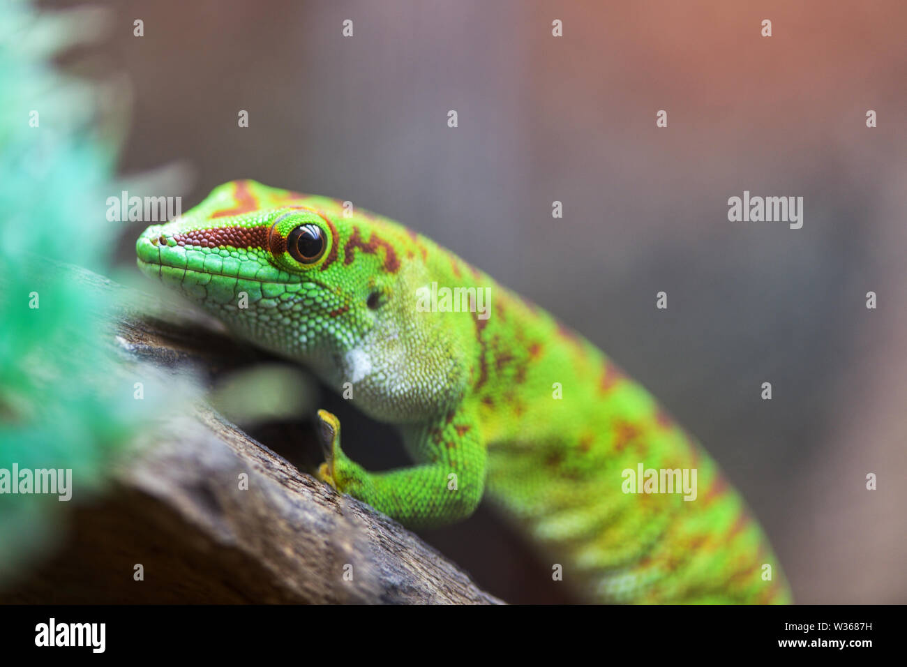 Portrait Madagaskar Taggecko. Phelsuma grandis. Felsuma ou jour Madagascar gecko vert vénéneux est assis sur une branche d'arbre dans un terrarium dans un magasin pour animaux de compagnie Banque D'Images