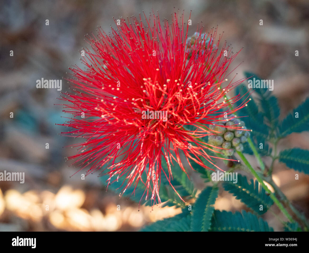 Calliandra Rouge Powderpuff fleur en fleur Banque D'Images