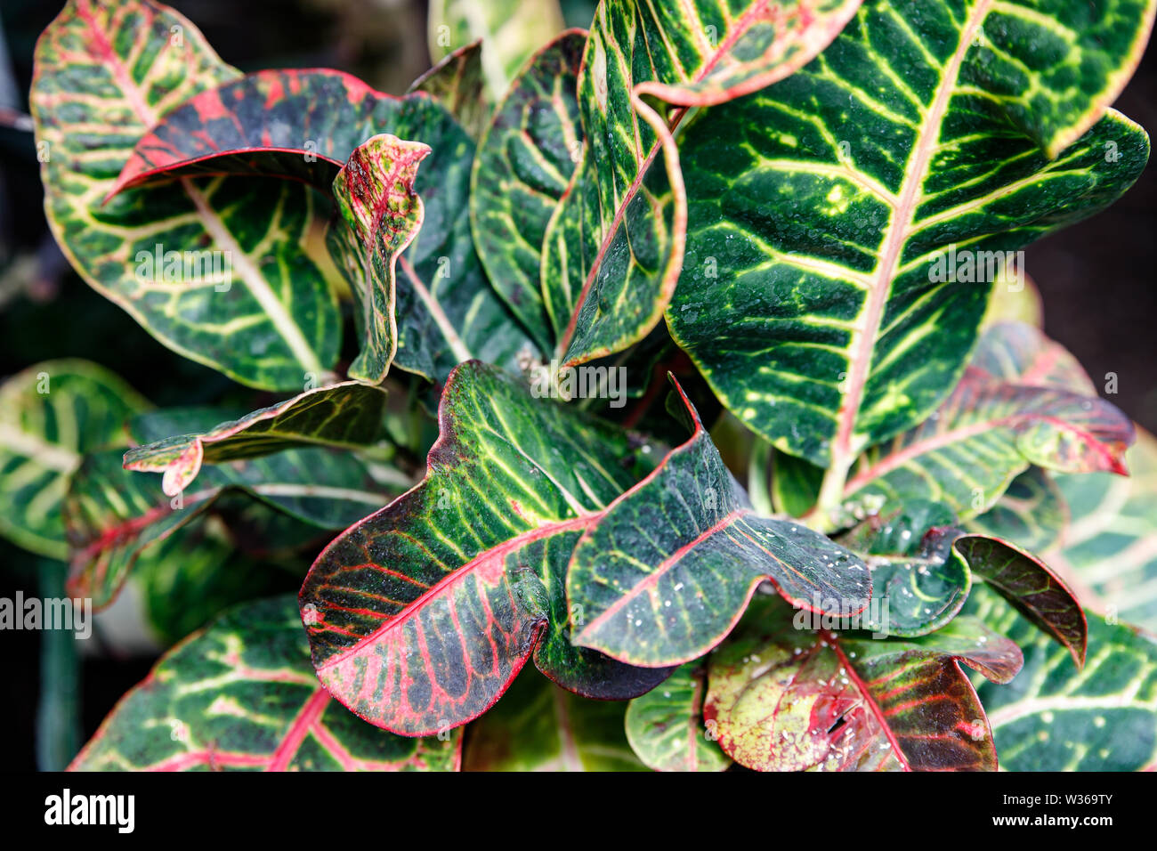 Croton croton panaché ou jardin Codiaeum variegatum feuilles vives