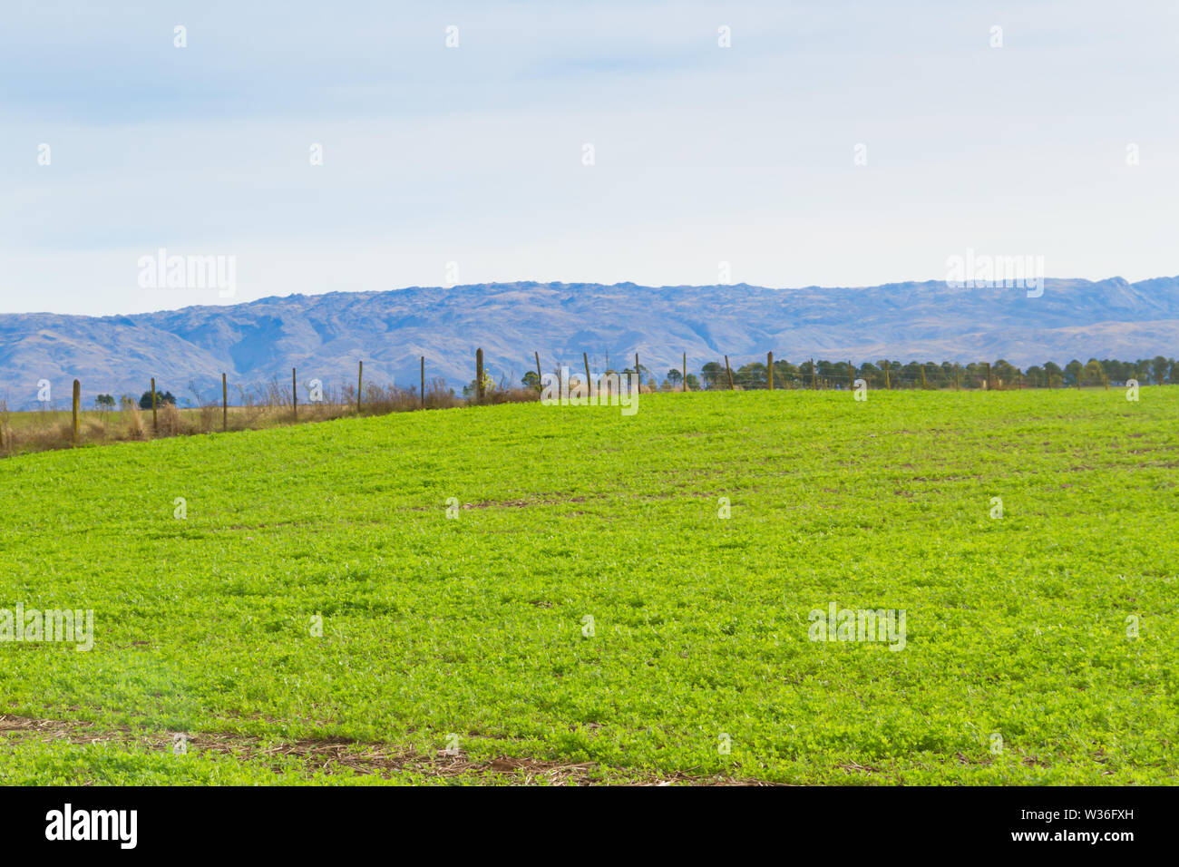 Paysage avec des cultures de trèfle pour le fourrage et les montagnes Banque D'Images