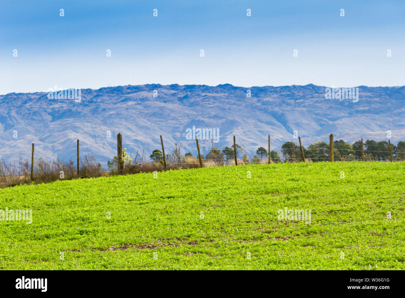 Paysage avec des cultures de trèfle pour le fourrage et les montagnes Banque D'Images