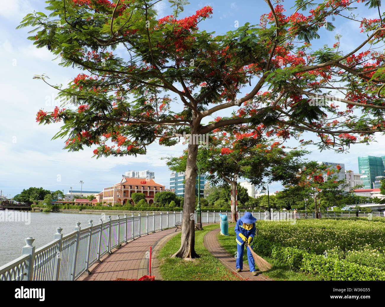 Vietnamienne de l'assainissement d'un balayage de travail travailleur pétale rouge sous phoenix tree à Riverside Park, le jour, Ho Chi Minh City, Vietnam Banque D'Images