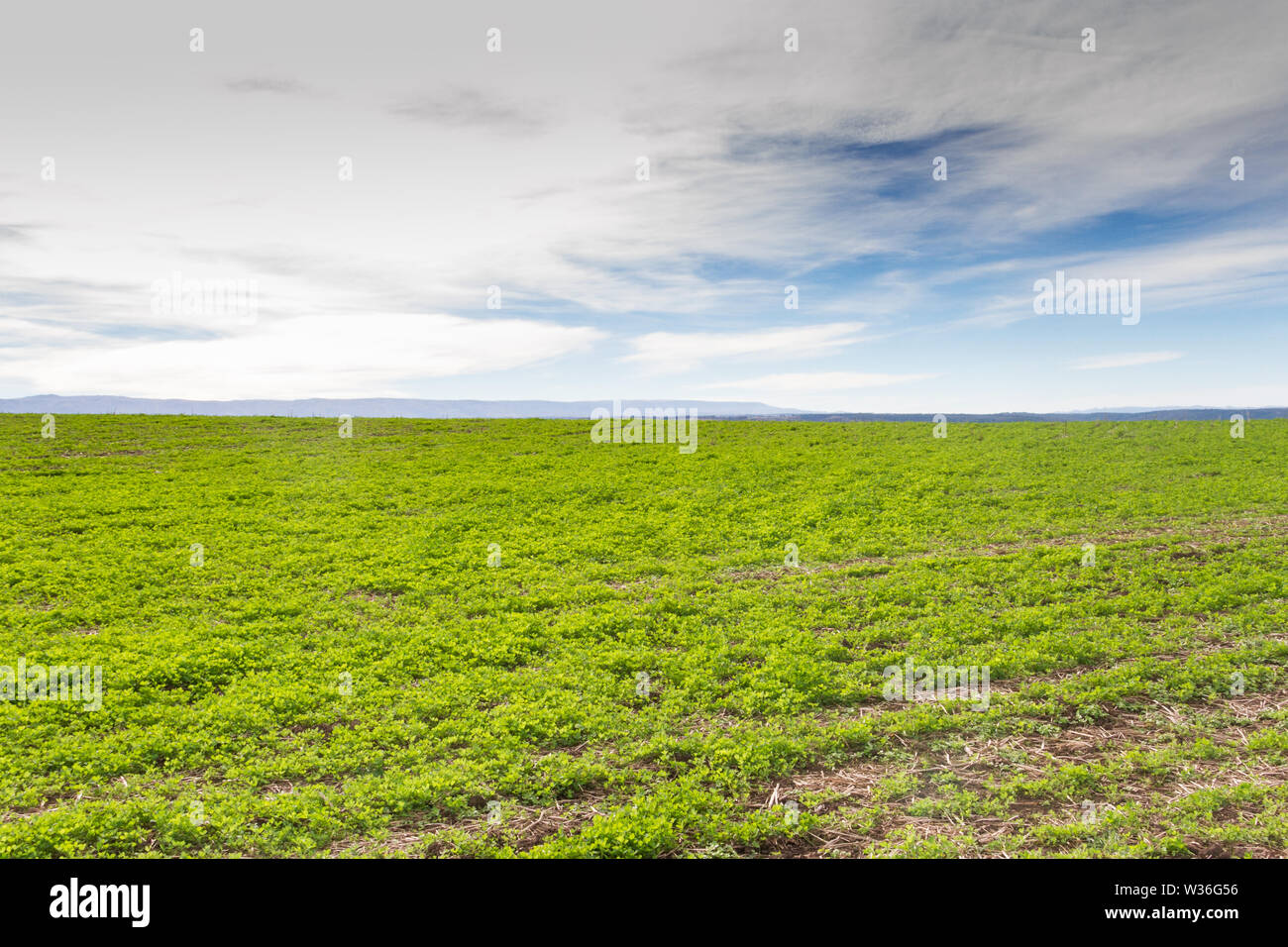 Paysage avec des cultures de trèfle pour le fourrage et les montagnes Banque D'Images