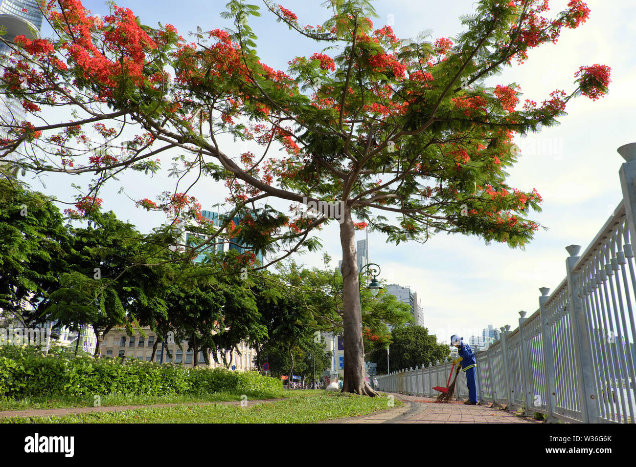 Vietnamienne de l'assainissement d'un balayage de travail travailleur pétale rouge sous phoenix tree à Riverside Park, le jour, Ho Chi Minh City, Vietnam Banque D'Images