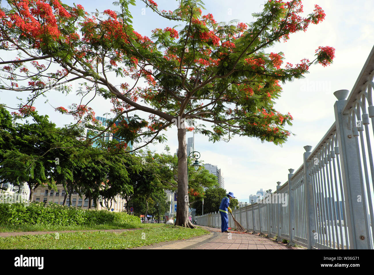 Vietnamienne de l'assainissement d'un balayage de travail travailleur pétale rouge sous phoenix tree à Riverside Park, le jour, Ho Chi Minh City, Vietnam Banque D'Images