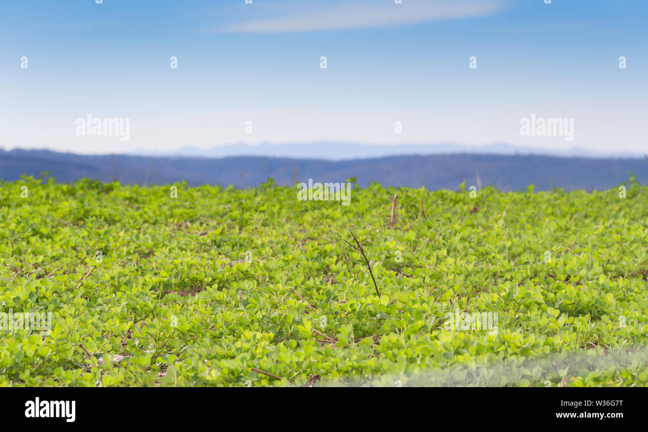 Paysage avec des cultures de trèfle pour le fourrage et les montagnes Banque D'Images