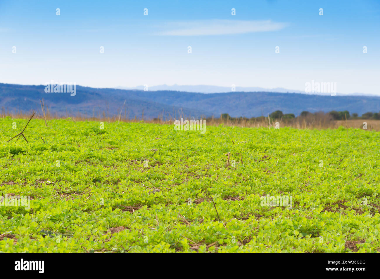 Paysage avec des cultures de trèfle pour le fourrage et les montagnes Banque D'Images