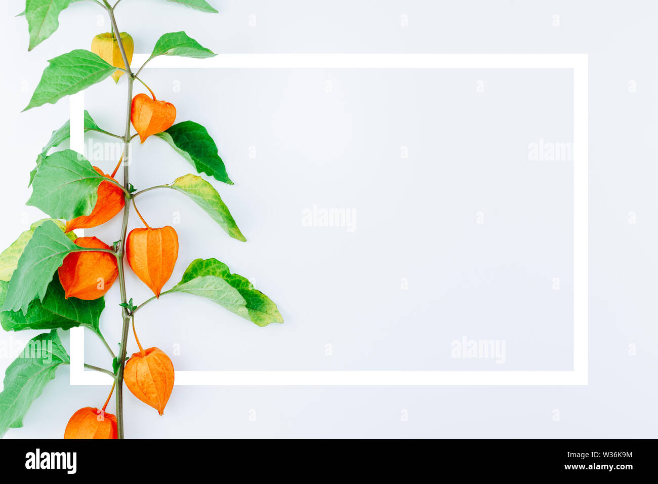 Mise en page créative avec Orange Fleur de Physalis alkekengi sur fond blanc avec cadre. Withania somnifera. Ashwagandha. Plantes de lanternes chinoises, Japa Banque D'Images