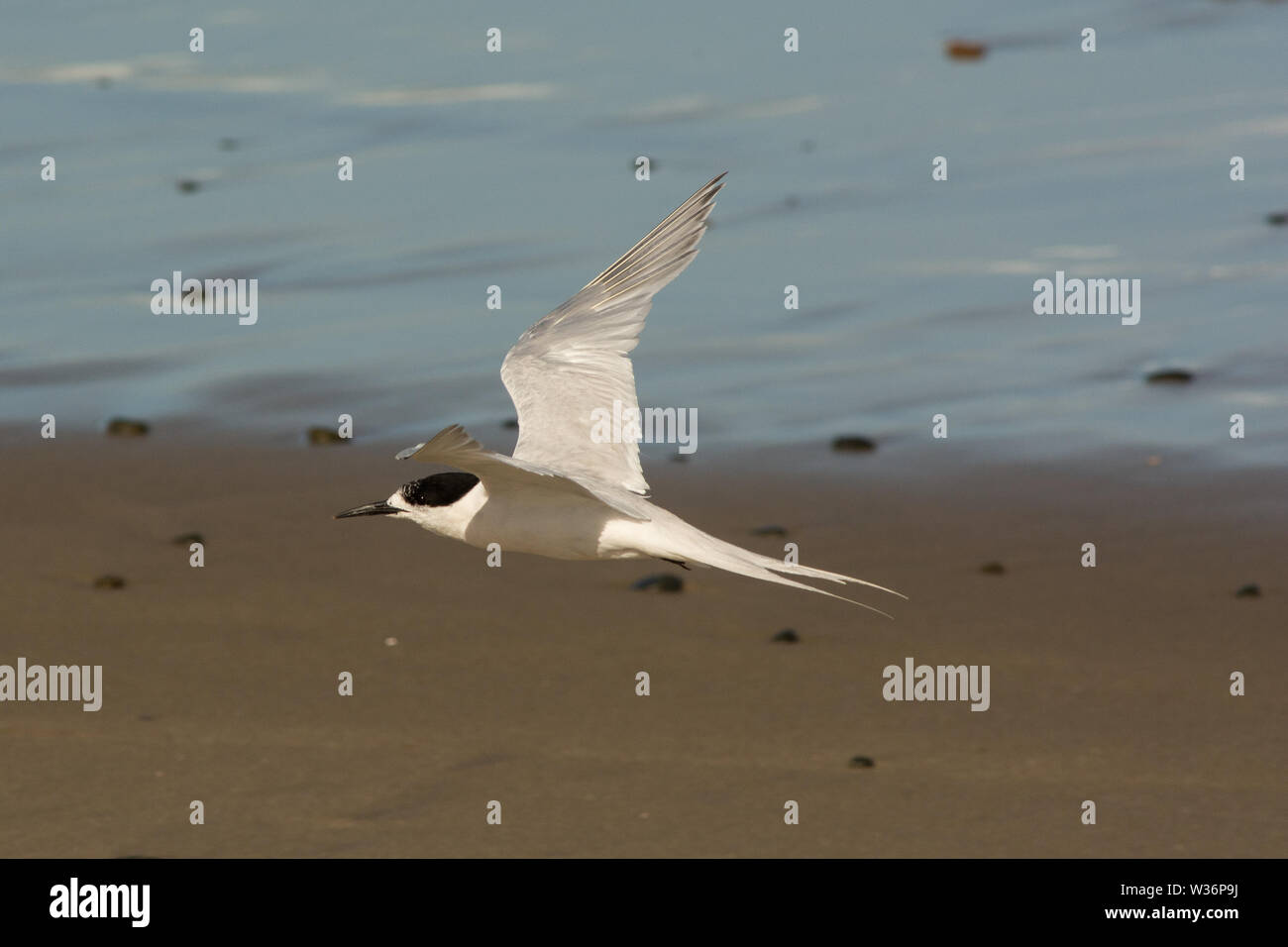 La sterne naine Sterna striata, Nouvelle-Zélande Banque D'Images