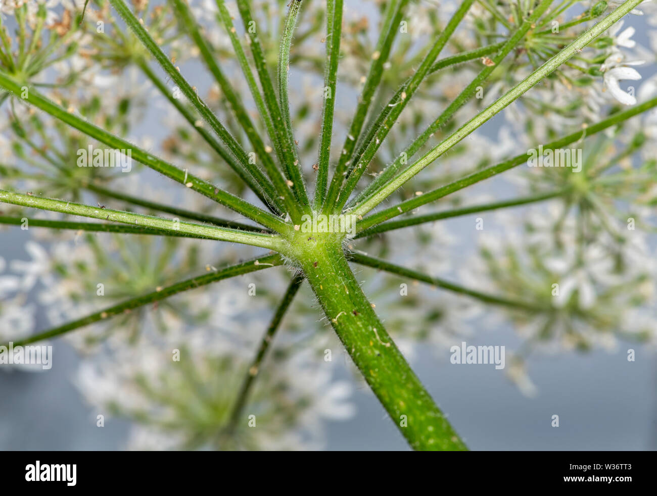 Capitule de Queen Anne's Lave vu du dessous jusqu'à la Banque D'Images