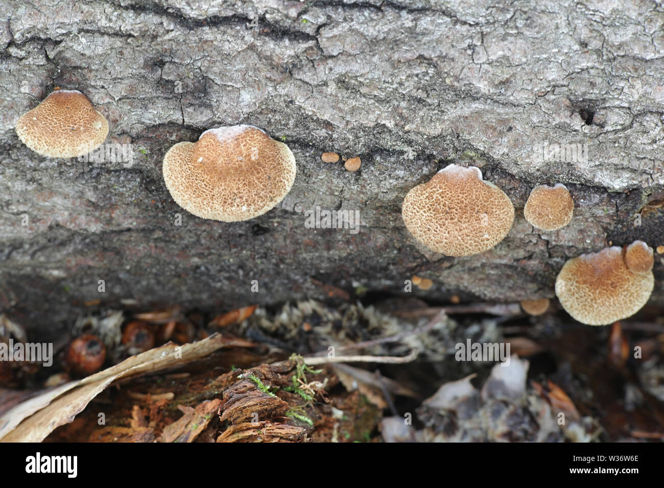 Crepidotus calolepis, un oysterling la culture des champignons sur le peuplier en Finlande Banque D'Images
