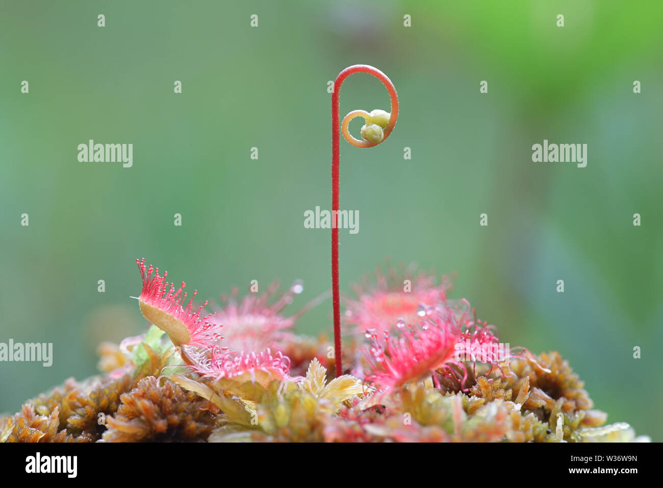 Les rossolis, Drosera rotundifolia, une plante carnivore de la Finlande Banque D'Images