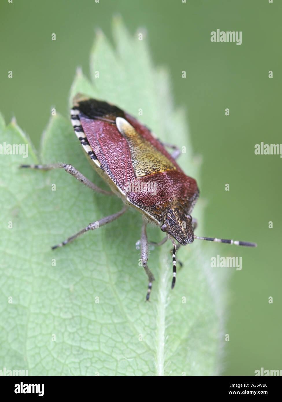 Dolycoris baccarum, connue comme la prunelle bug, une espèce de shield bug dans la famille Pentatomidae Banque D'Images
