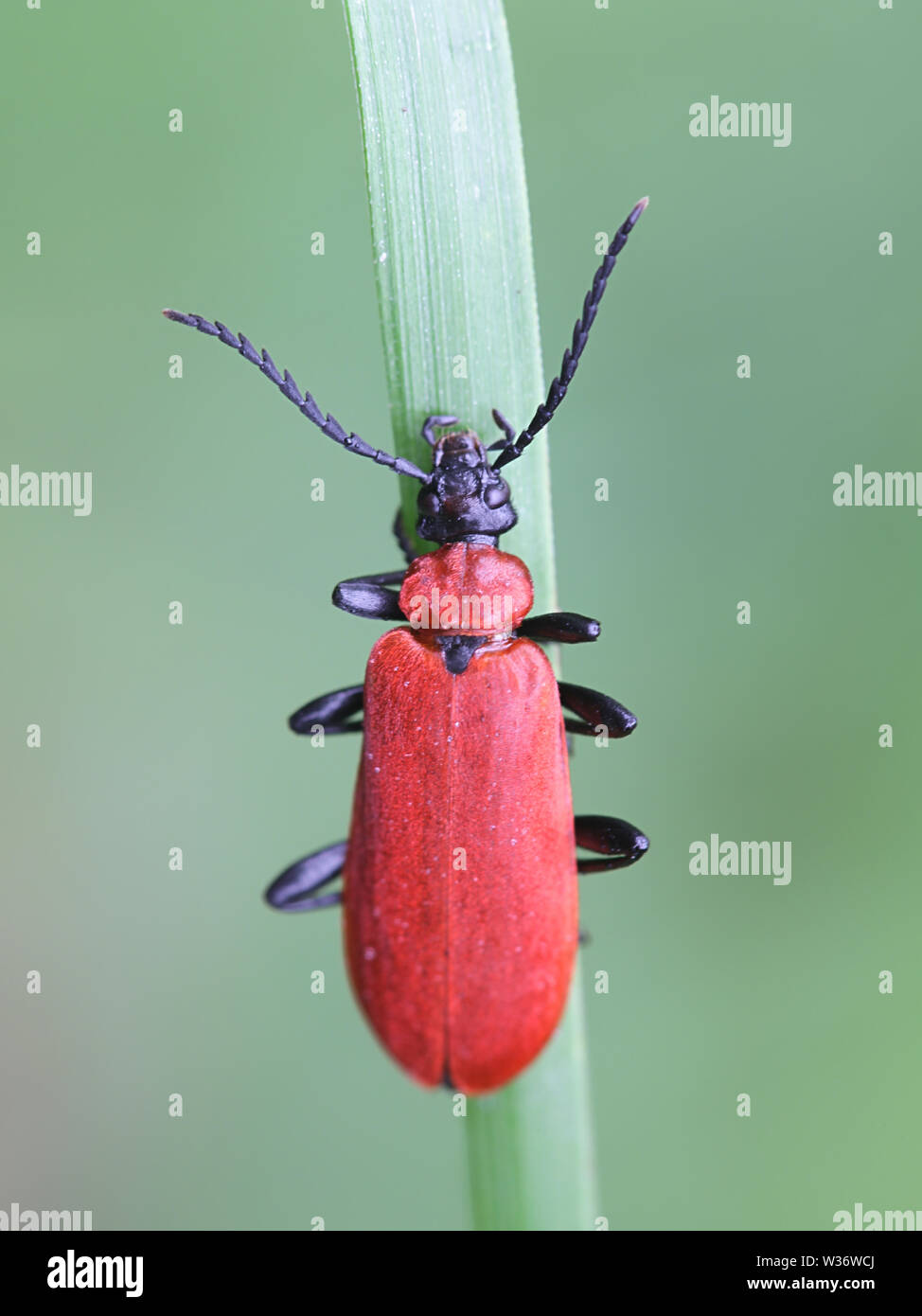 Pyrochroa coccinea, connu comme le cardinal beetle ou le cardinal à tête noire beetle Banque D'Images
