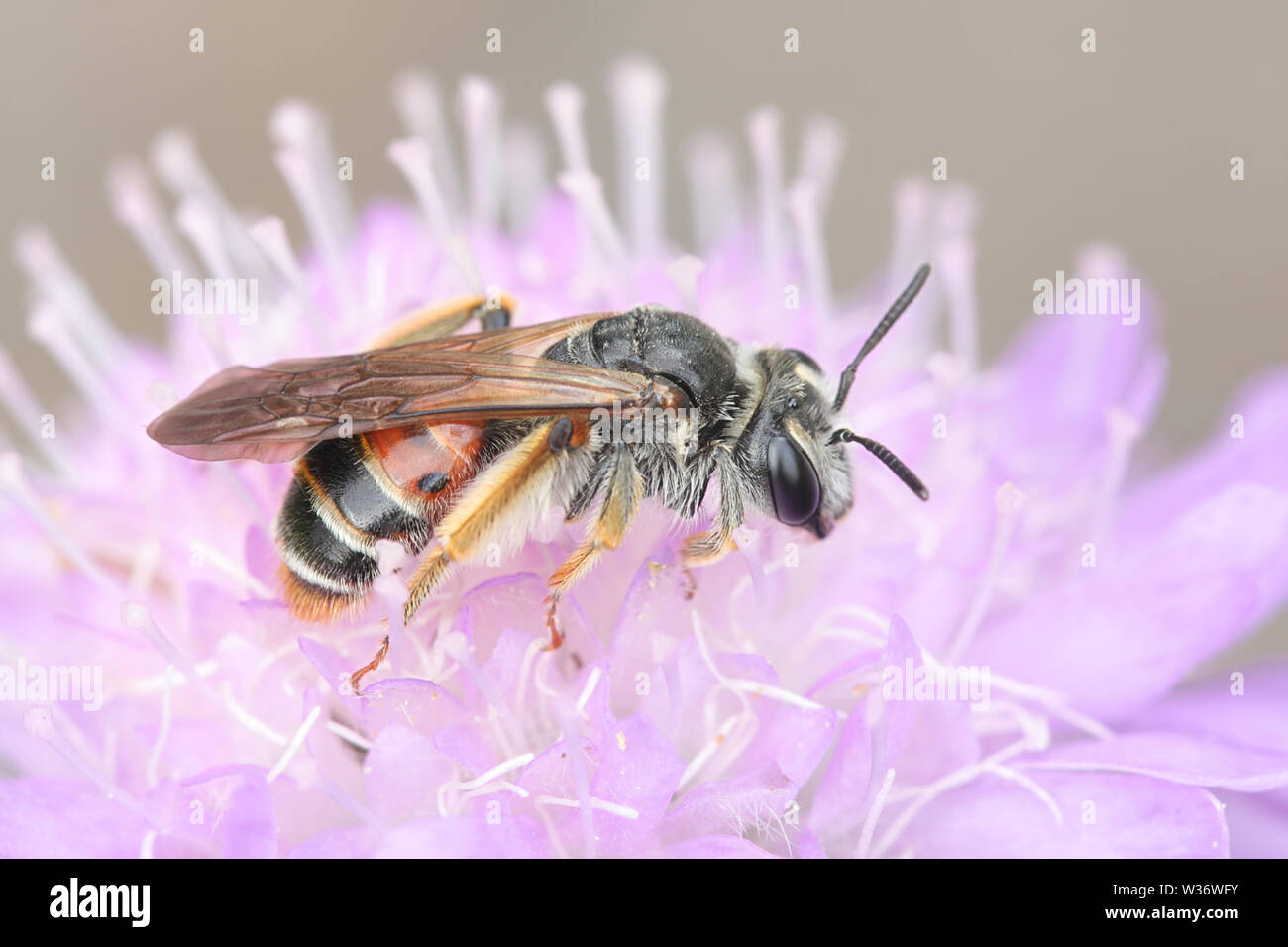 Andrena hattorfiana, une espèce menacée d'abeilles minière appartenant à la famille Andrenidae, se nourrissant de Field Scabious, Knautia arvensis Banque D'Images