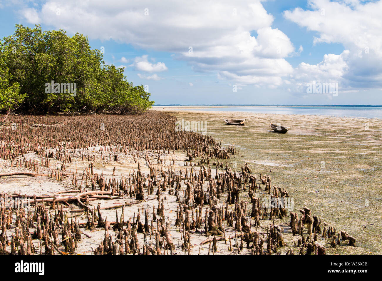 Paysage de l'île de Mafia à marée basse avec la découverte de la mangrove et un ciel nuageux ciel bleu. Banque D'Images