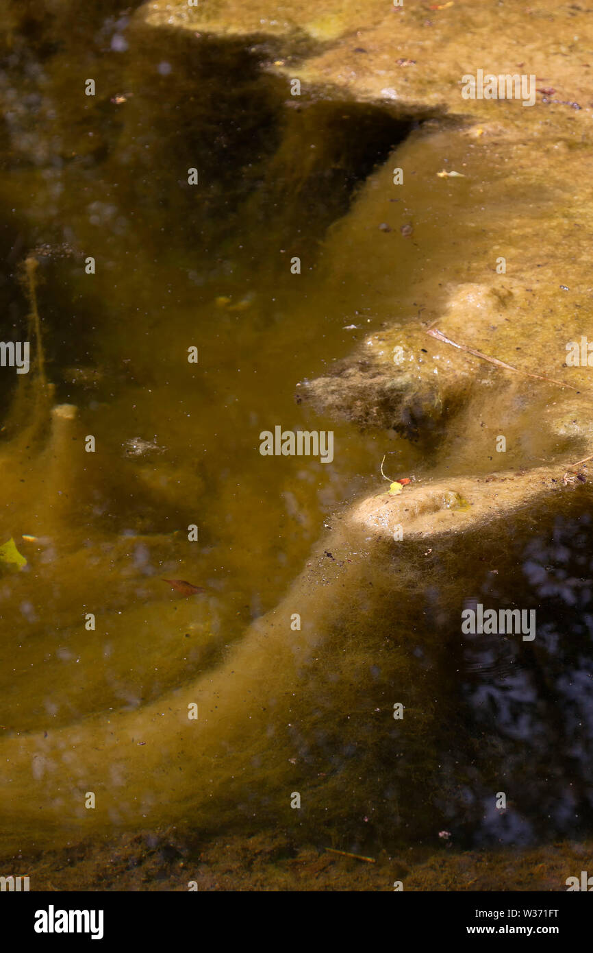 Nappe d'algues dans un étang Banque D'Images