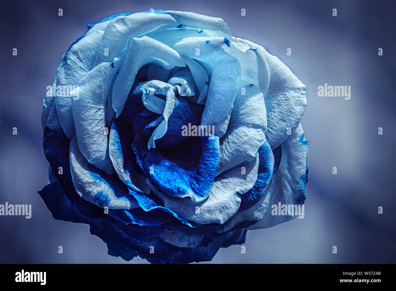 Rose blanche avec des pétales séchés Photo Stock - Alamy