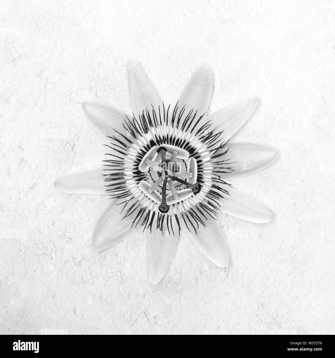 La passiflore, Passiflora Banque D'Images