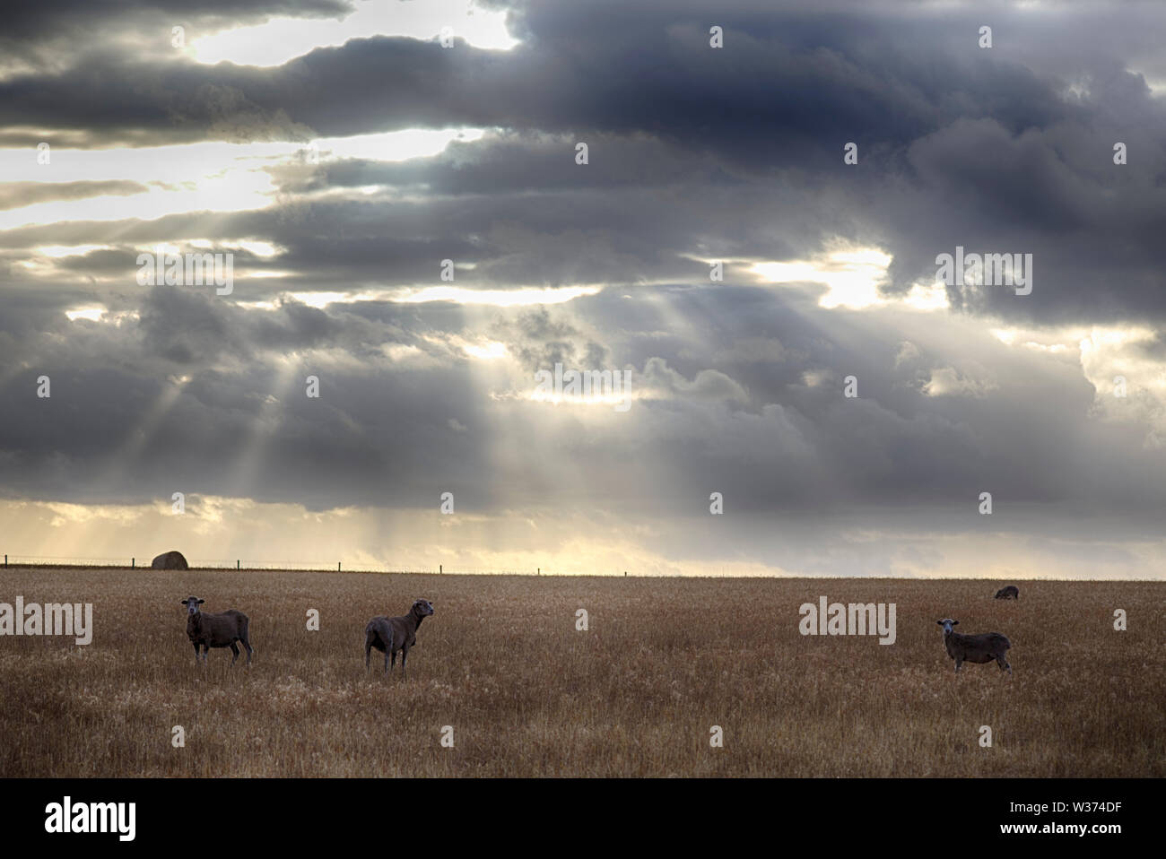 Des moutons paissant dans l'aridoculture paddock près de Wanilla Eyre péninsule Sud de l'Australie Banque D'Images