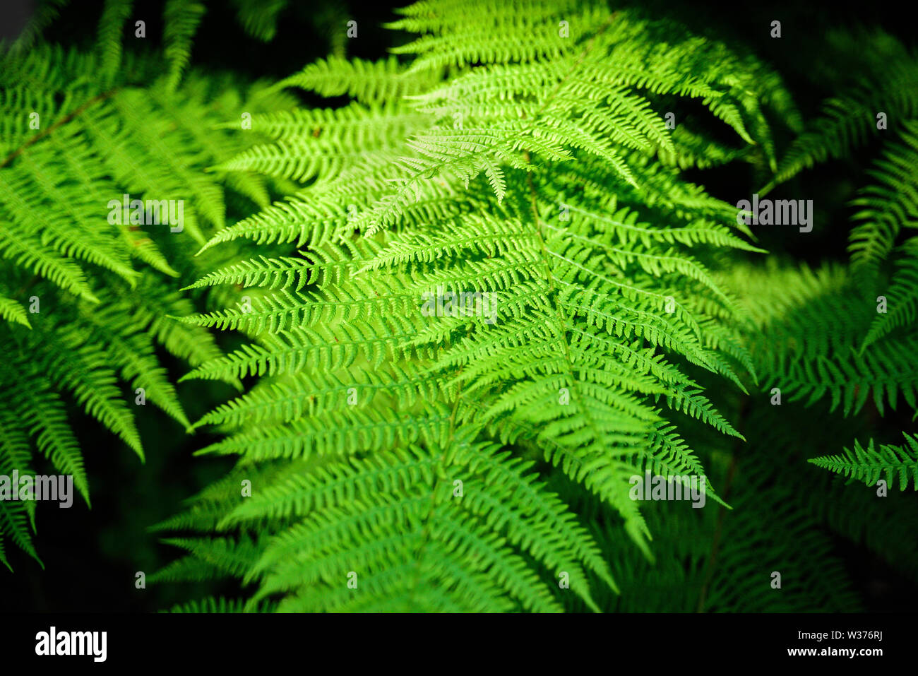 Fougères en forêt sombre. La nature. La lumière du soleil dur Banque D'Images