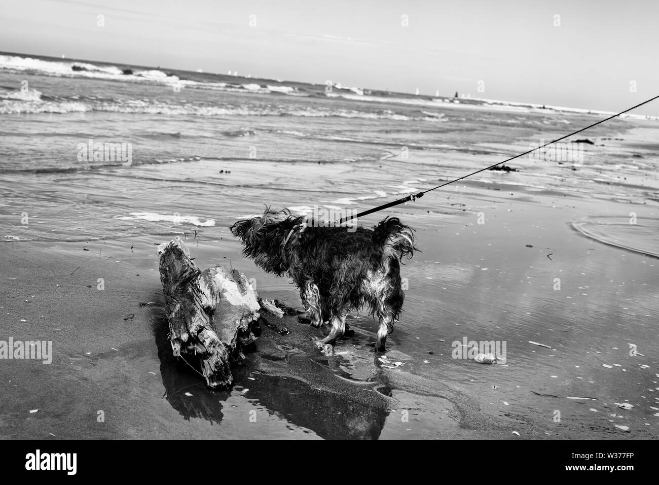 Oostduinkerke, Belgique - le 19 juillet 2019 : Un peu de chien noir renifle un morceau de driftwoord sur la plage Banque D'Images