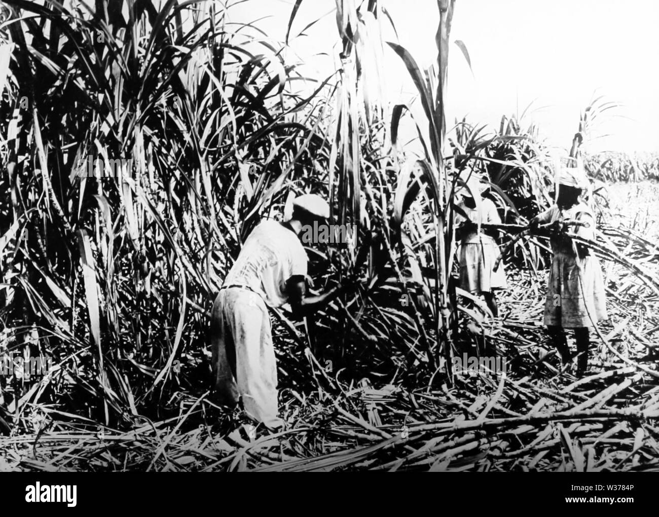 Couper la canne à sucre, la Jamaïque Banque D'Images