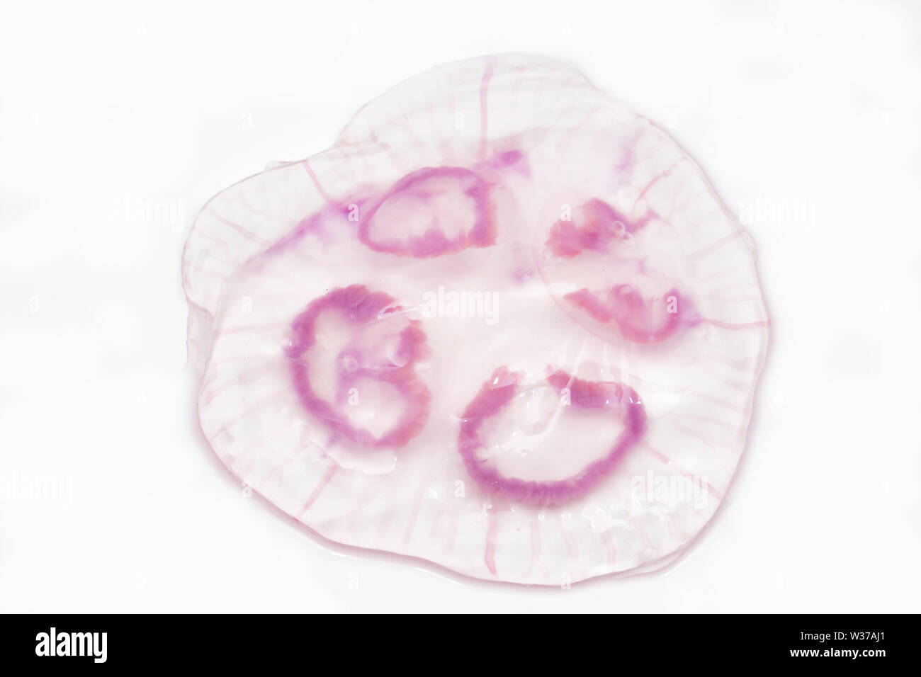 Une méduse de lune, Aurelia aurita, trouvés échoués sur la plage de Chesil dans le Dorset et photographié sur un fond blanc. Dorset England UK GB. Banque D'Images