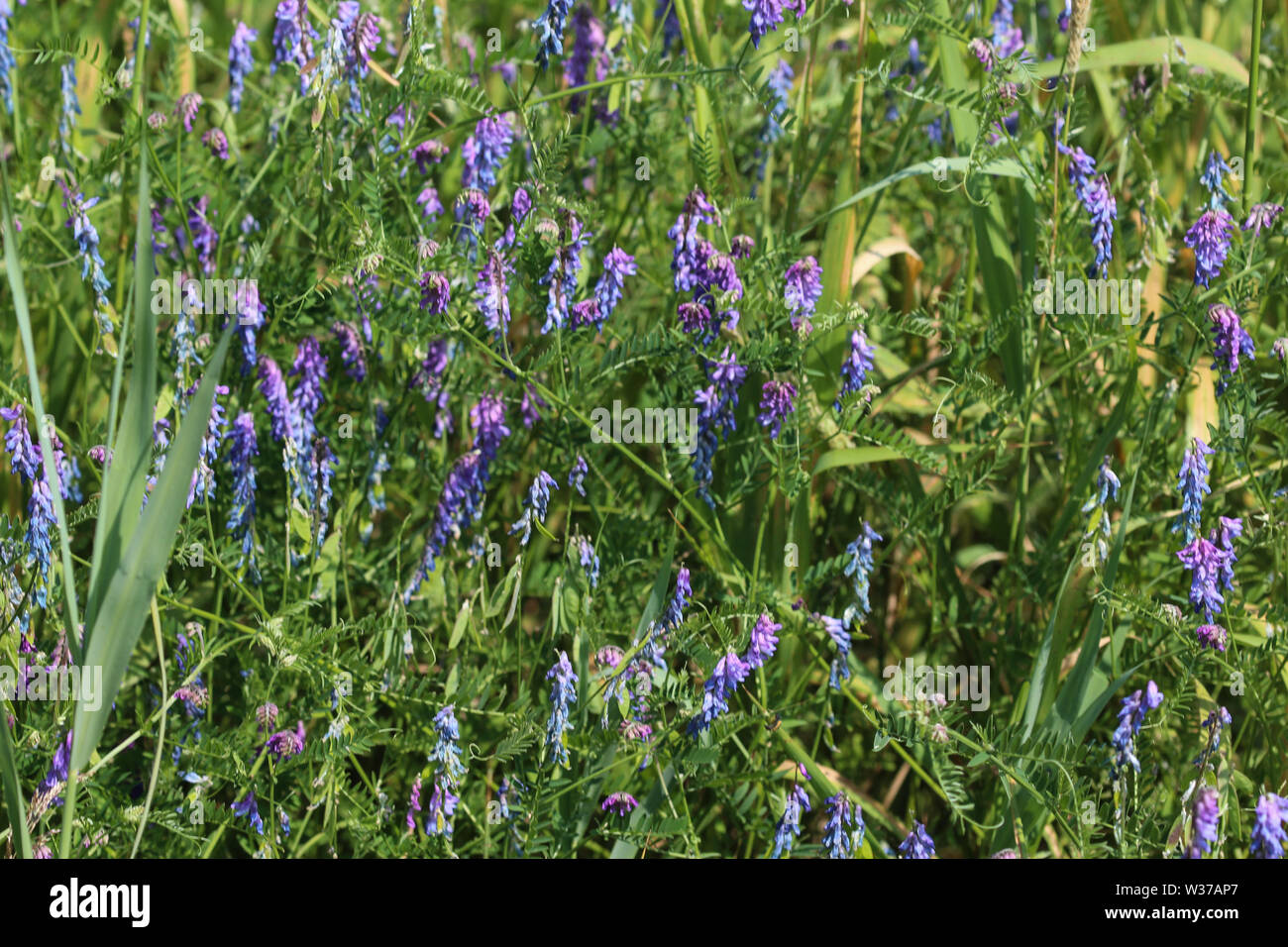 Close up de Vicia cracca vesce jargeau, communément appelé Oiseau bleu ou vesce cultivée, boréale et au printemps en fleurs Banque D'Images