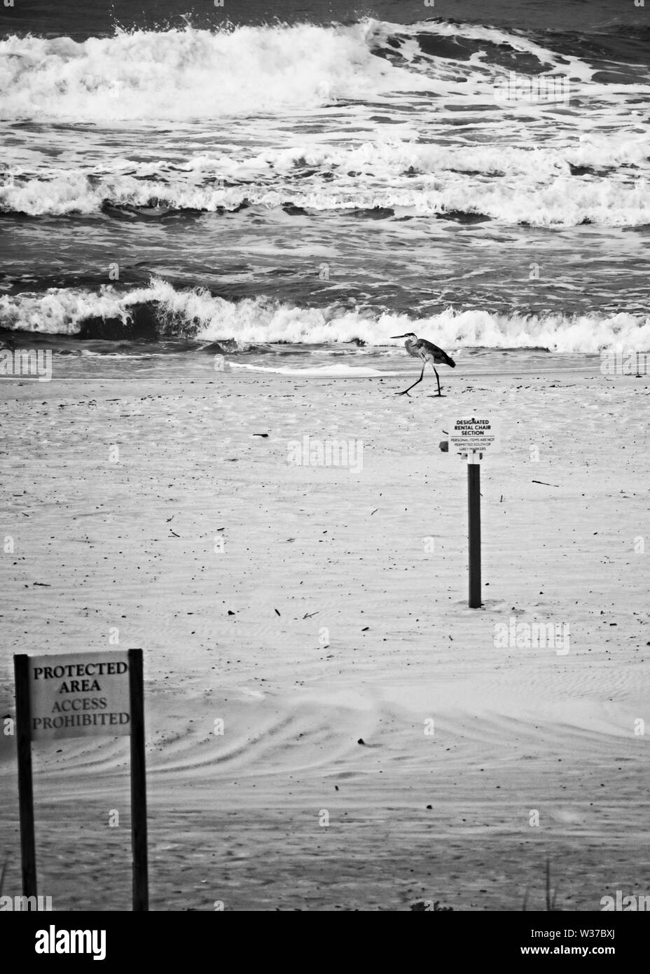 Gulf Shores, AL USA - 05/10/2019 - Bleu Haron - Beach - Signes - Vagues en B&W Banque D'Images
