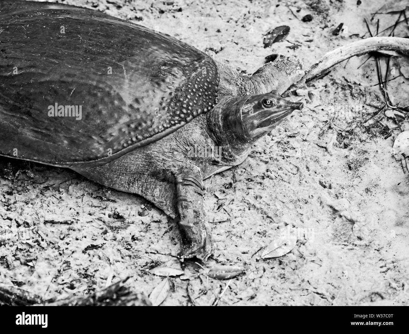 Gulf Shores, AL USA - 05/08/2019 - Florida molle en B&W Banque D'Images