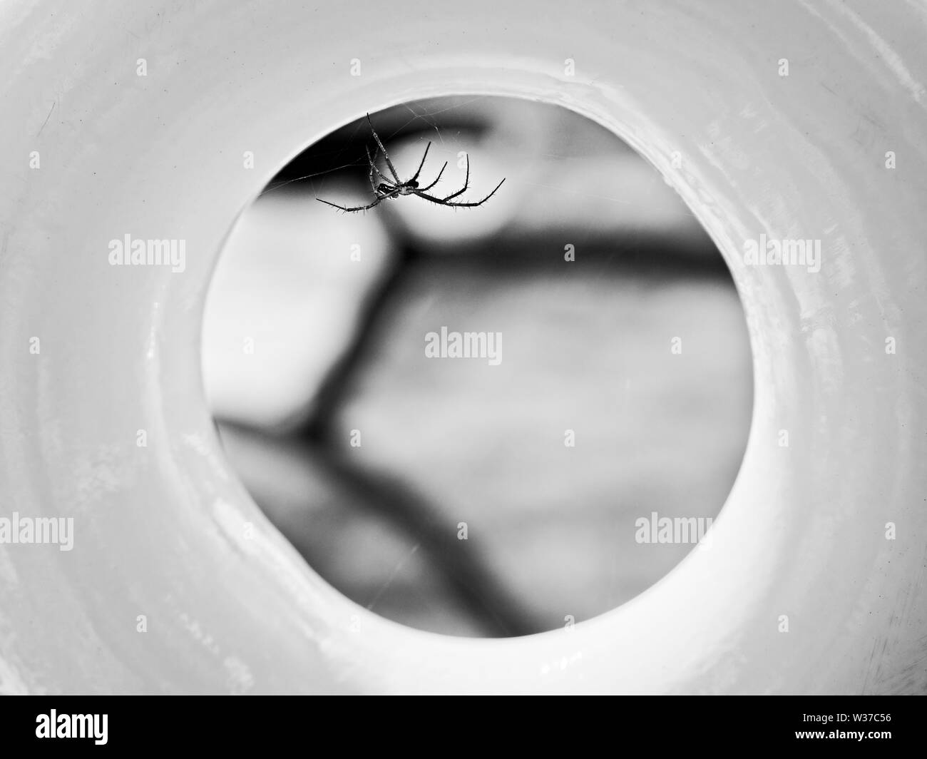 The Woodlands, TX USA - 05/24/2019 - Spider en cercle jaune 2 en B&W Banque D'Images
