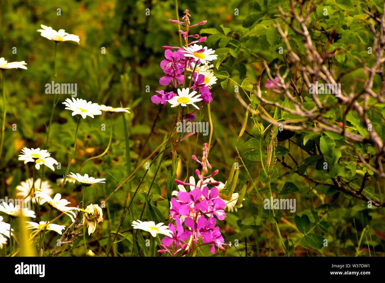 Daisy de prairie (Erigeron spp.) et l'épilobe (Epilobiam angustifolium) moissonneuse-batteuse pour beau spectacle de fleurs sauvages. Banque D'Images