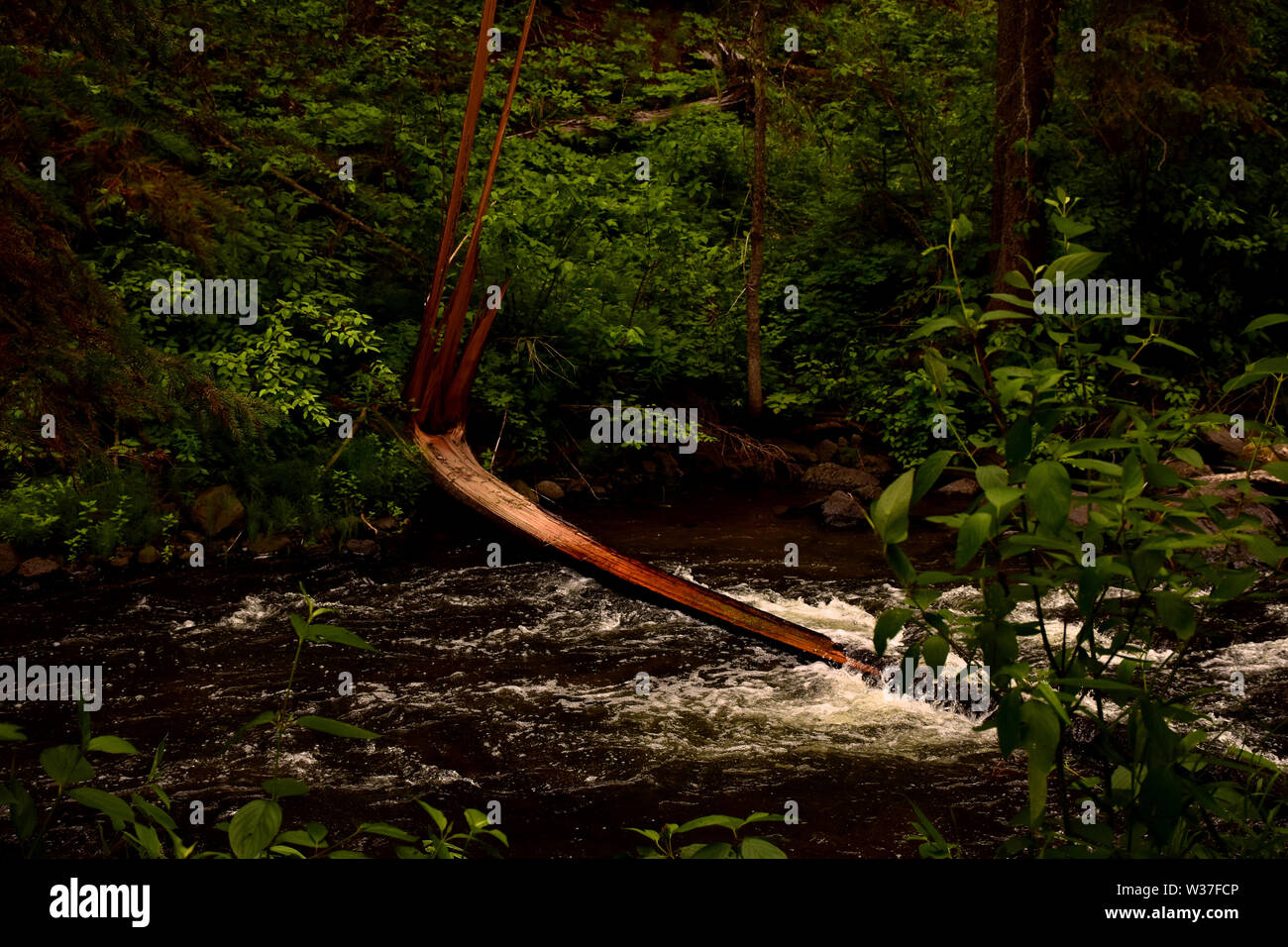 Une partie du réseau de sentiers au parc Centennial à 100 Mile House, BC, Canada. Banque D'Images