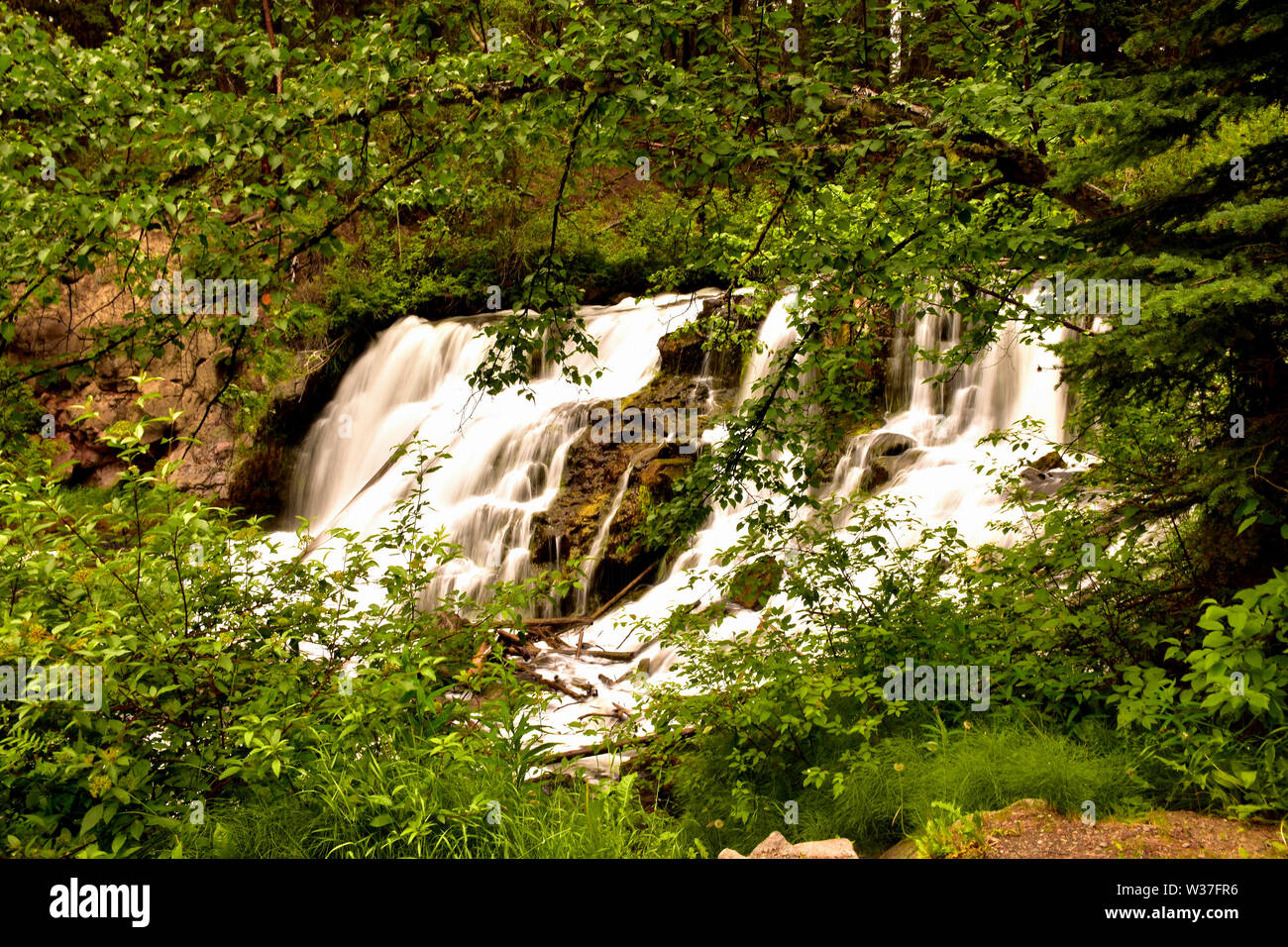 Une partie du réseau de sentiers au parc Centennial à 100 Mile House, BC, Canada. Banque D'Images