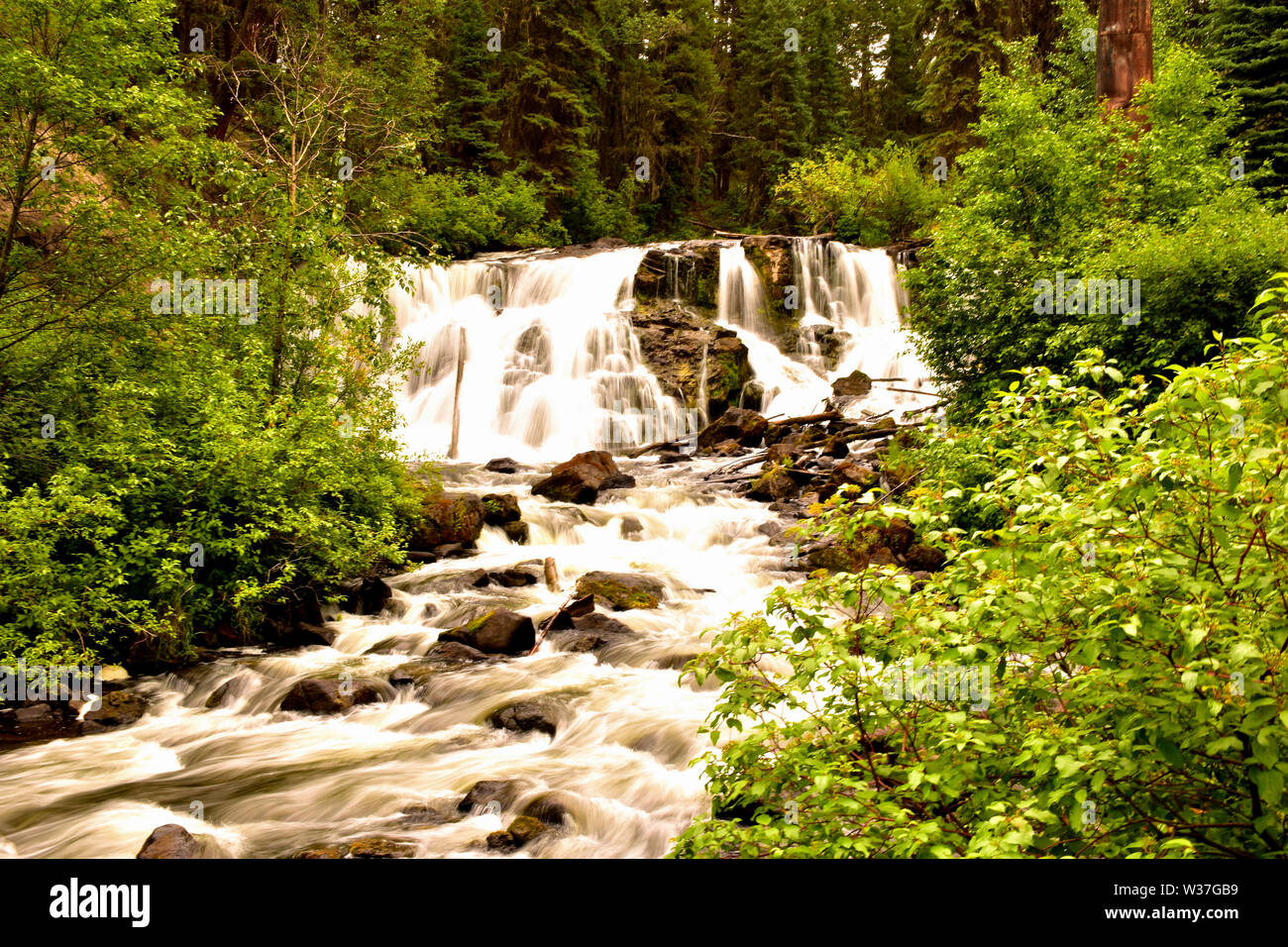 Une partie du réseau de sentiers au parc Centennial à 100 Mile House, BC, Canada. Banque D'Images