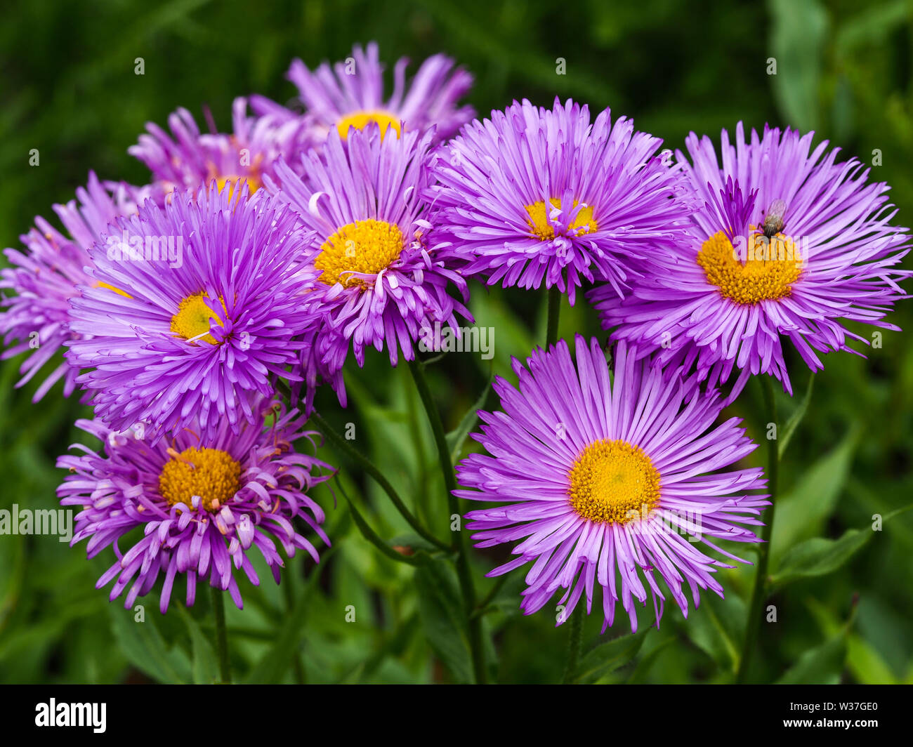 Jolie l'Erigeron 'Adria' (fleabane) fleurs dans un jardin d'été Banque D'Images