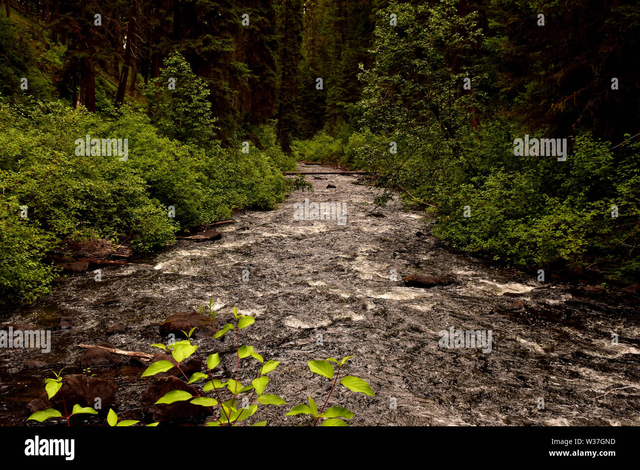 Une partie du réseau de sentiers au parc Centennial à 100 Mile House, BC, Canada. Banque D'Images
