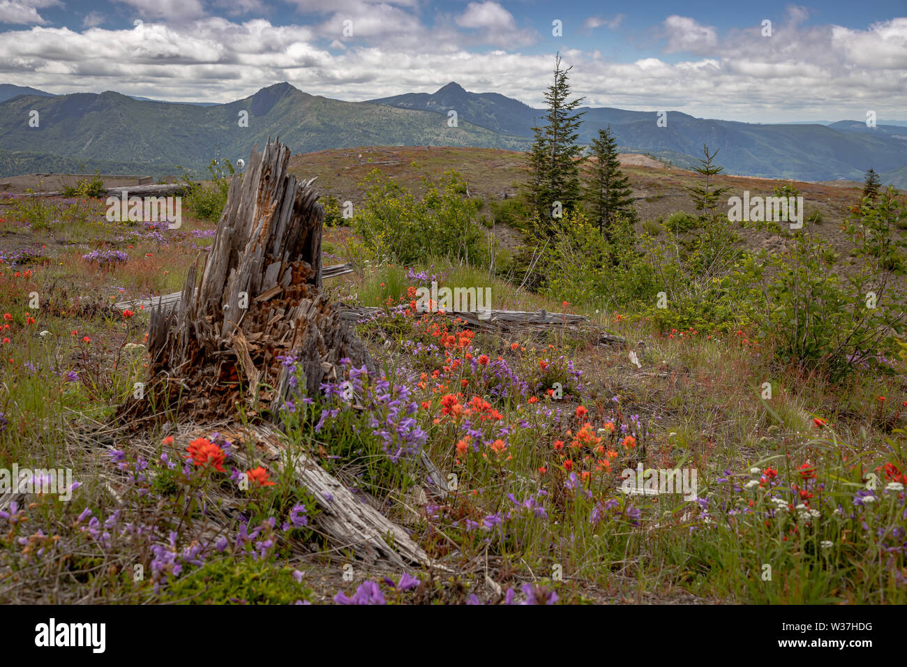 Mt St Helens Banque D'Images