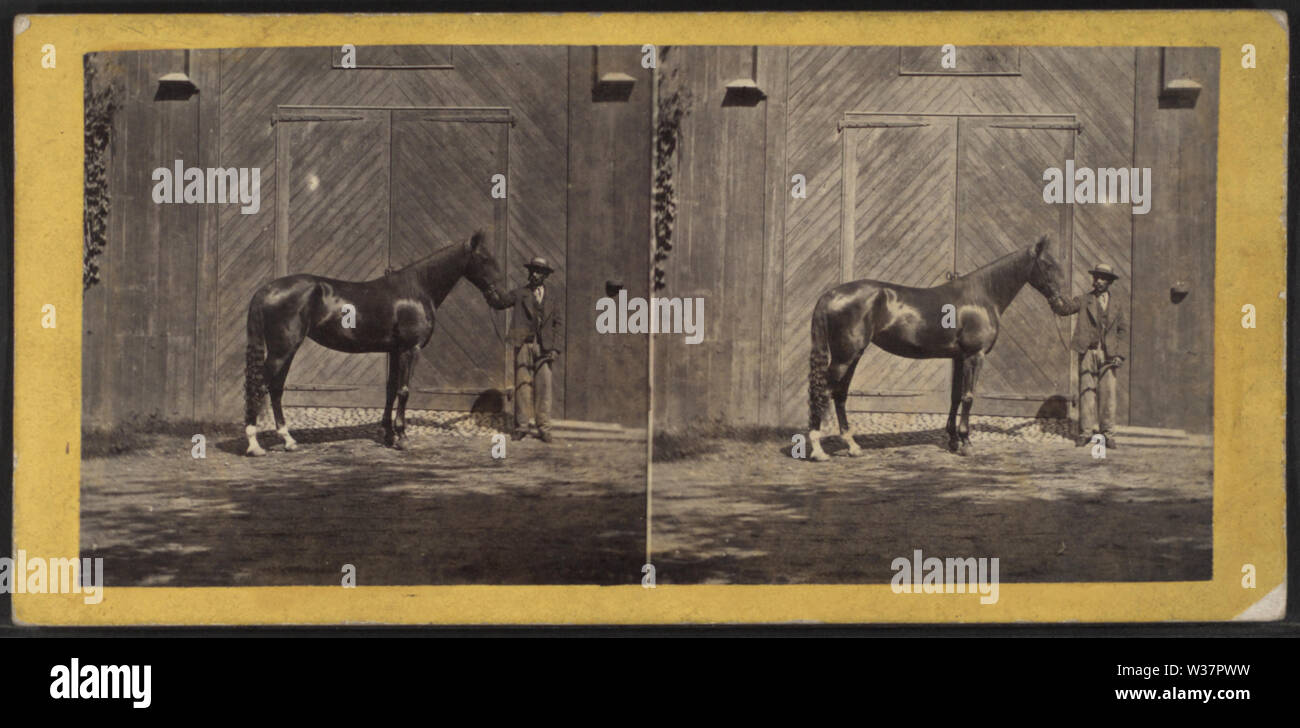 La résidence de Morris Ketchum, Westport, Conn., (montrant un homme debout à l'extérieur une grange avec un cheval Sir Tom), par E & HT Anthony (Entreprise) Banque D'Images