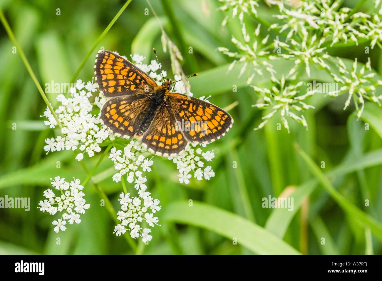 La petite écaille de papillon, un papillon coloré orange rougeâtre avec des taches bleu et noir, assis sur fleur blanche de plus en plus pré. Banque D'Images