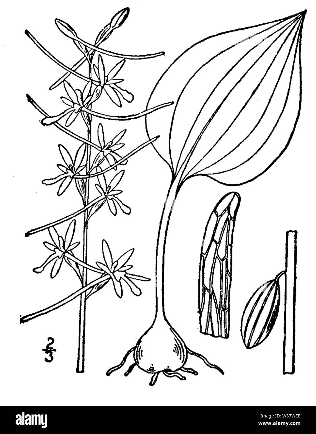 Illustration botanique de Tipularia discolor à partir de 1913. Banque D'Images