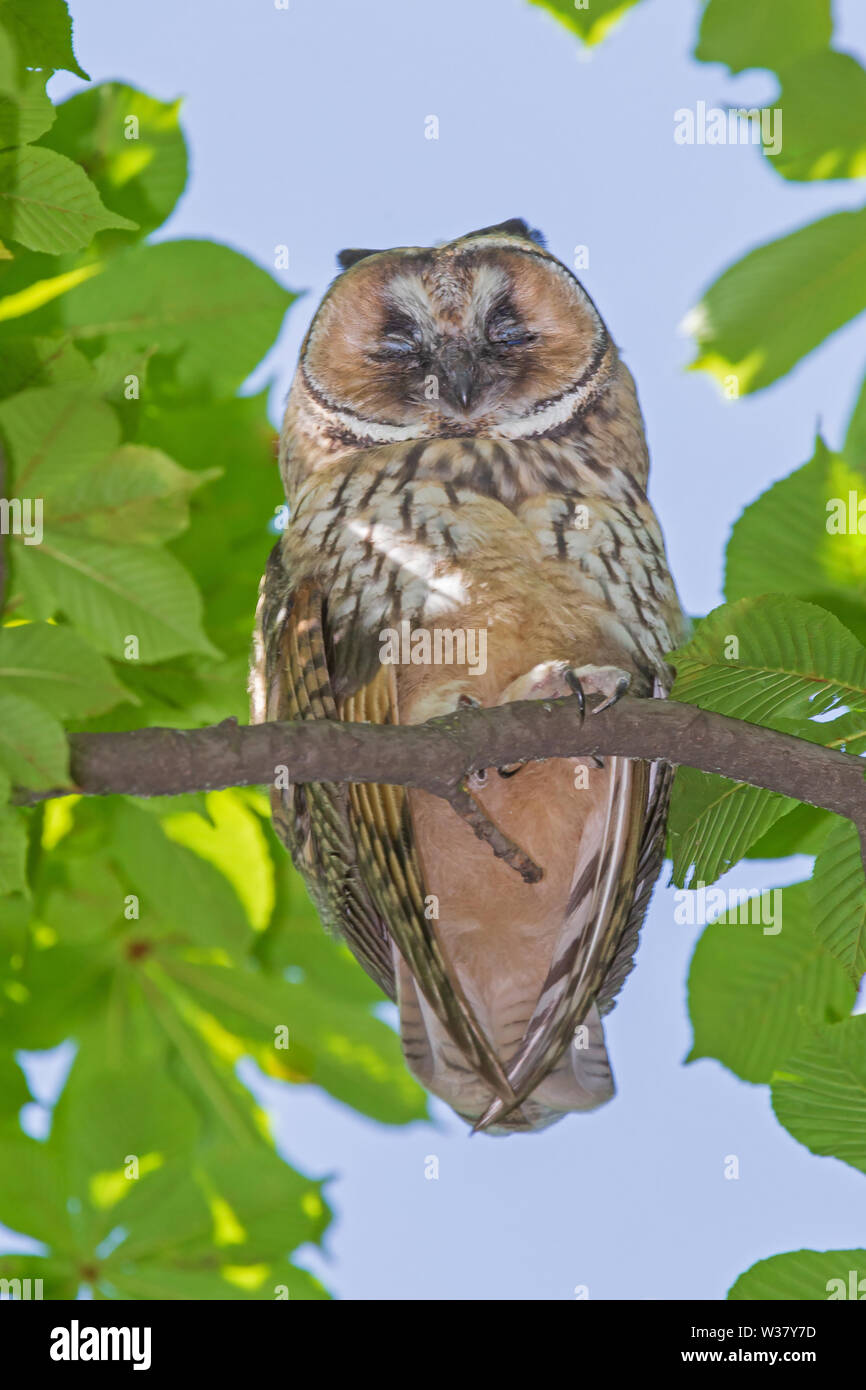 Close up of owl dormir sur une branche du marronnier de l'été à jour Banque D'Images