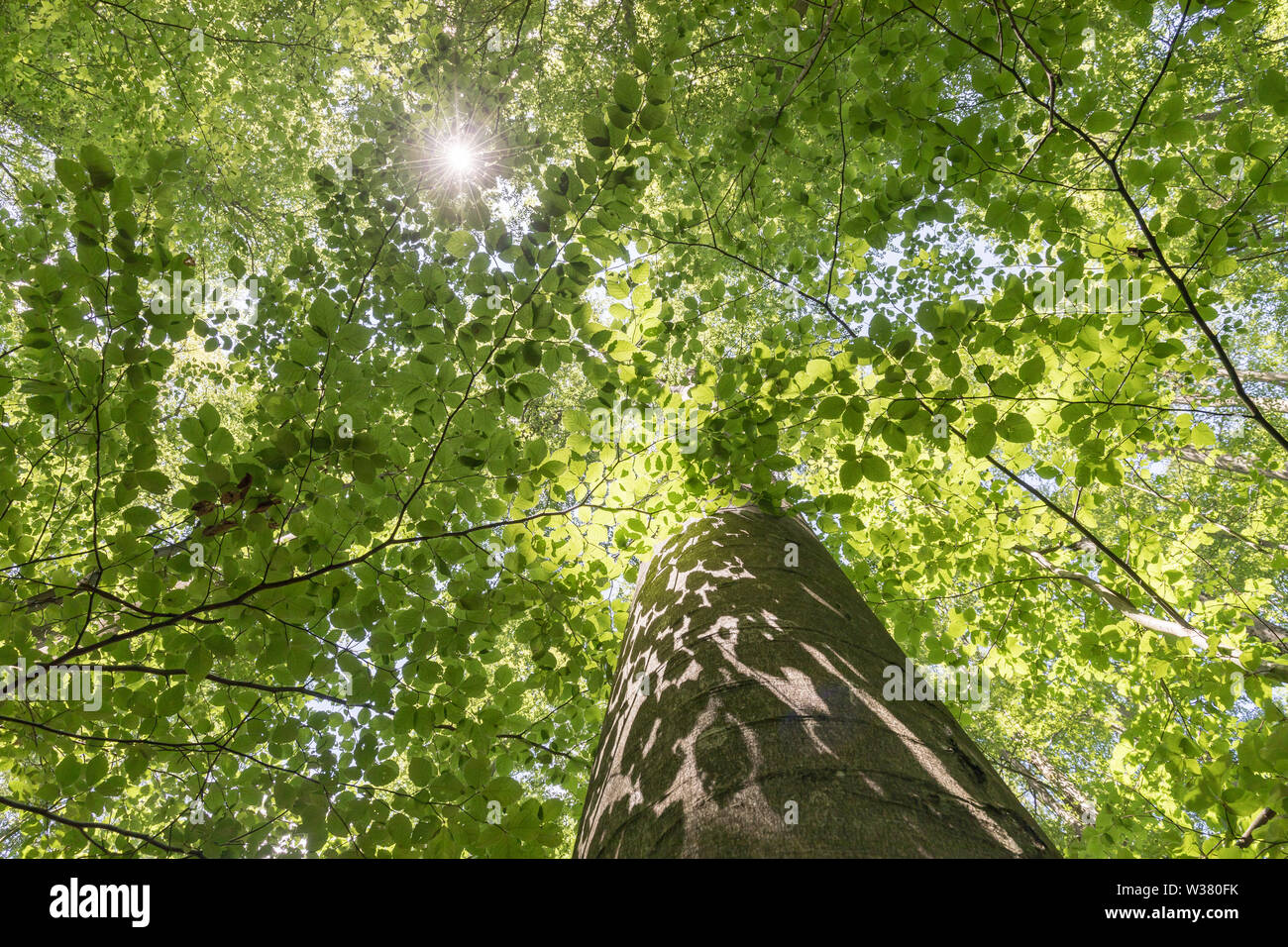 Auvent d'une forêt de feuillus Banque D'Images