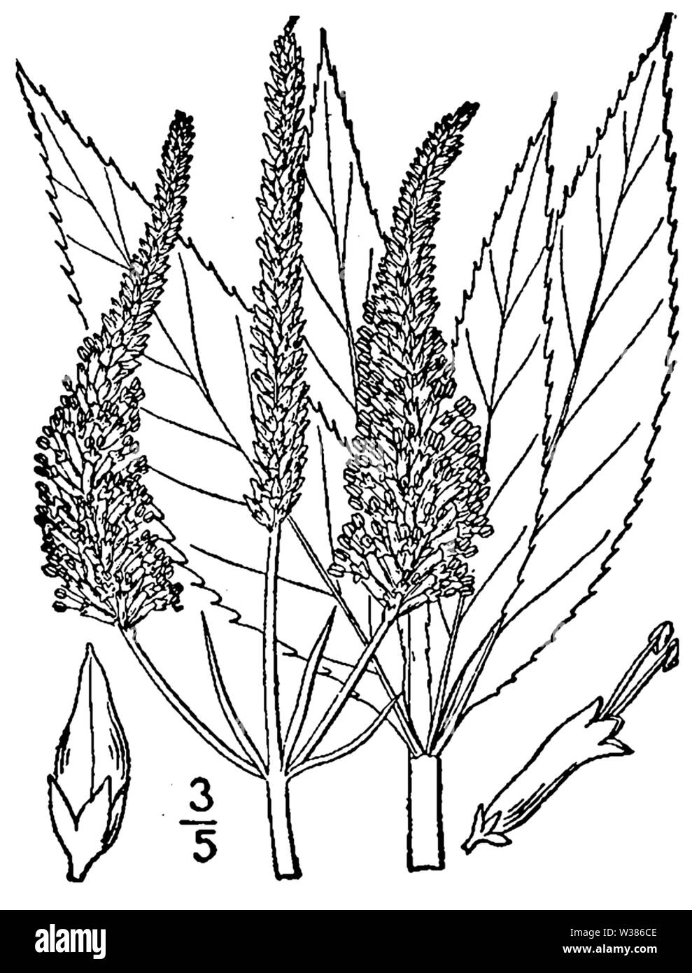 De Veronicastrum virginicum) Illustration botanique à partir de 1913. Banque D'Images