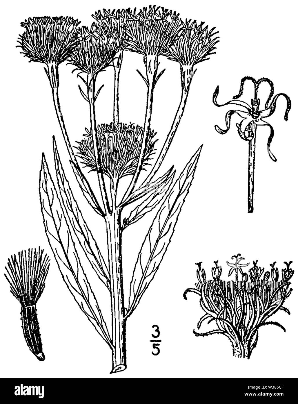 Vernonia arkansana BB-1913 Banque D'Images