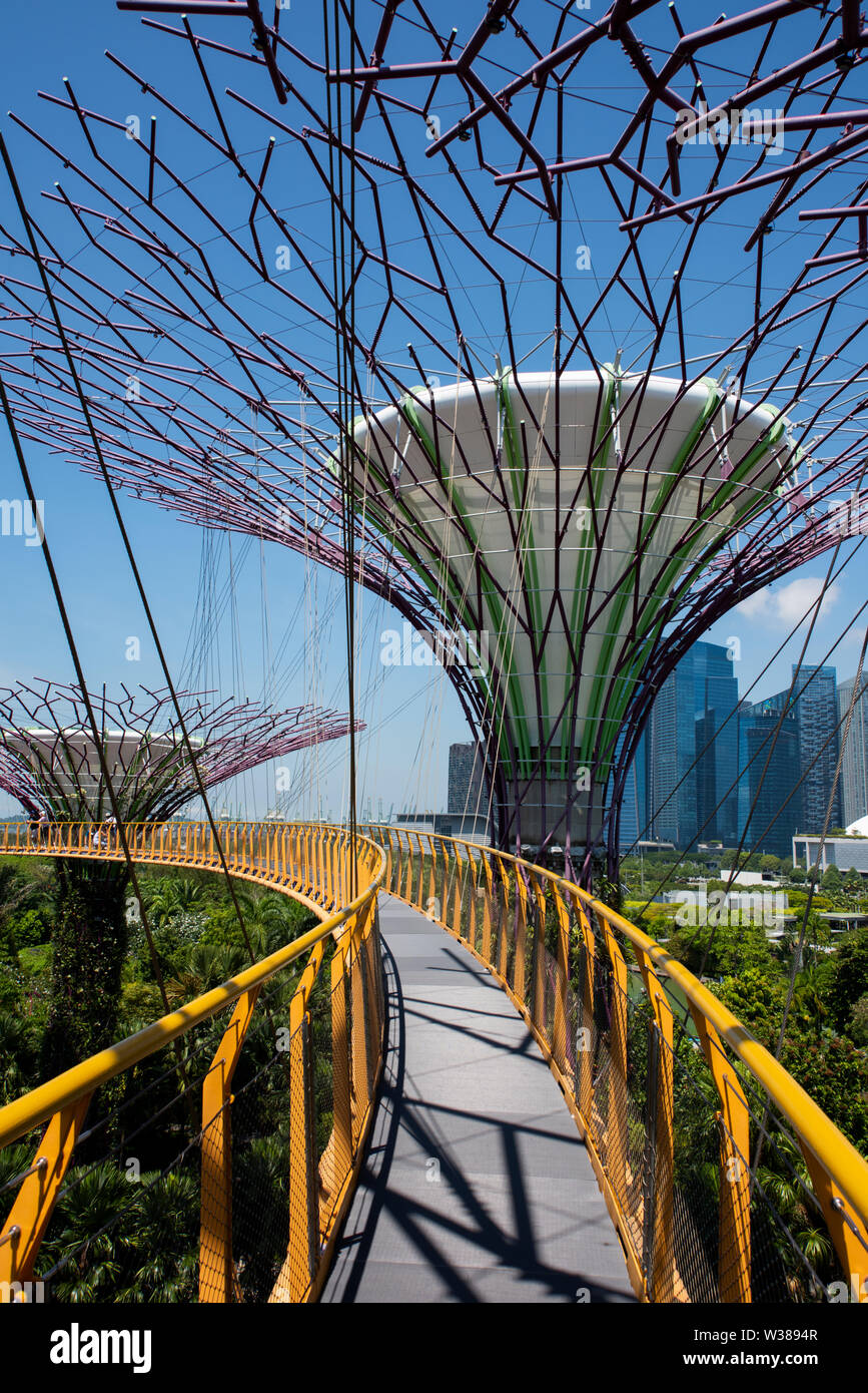 Singapour, les jardins de la baie, Supertree Grove, les jardins verticaux jusqu'à 16 grands storyes. OCBC Skyway. Banque D'Images